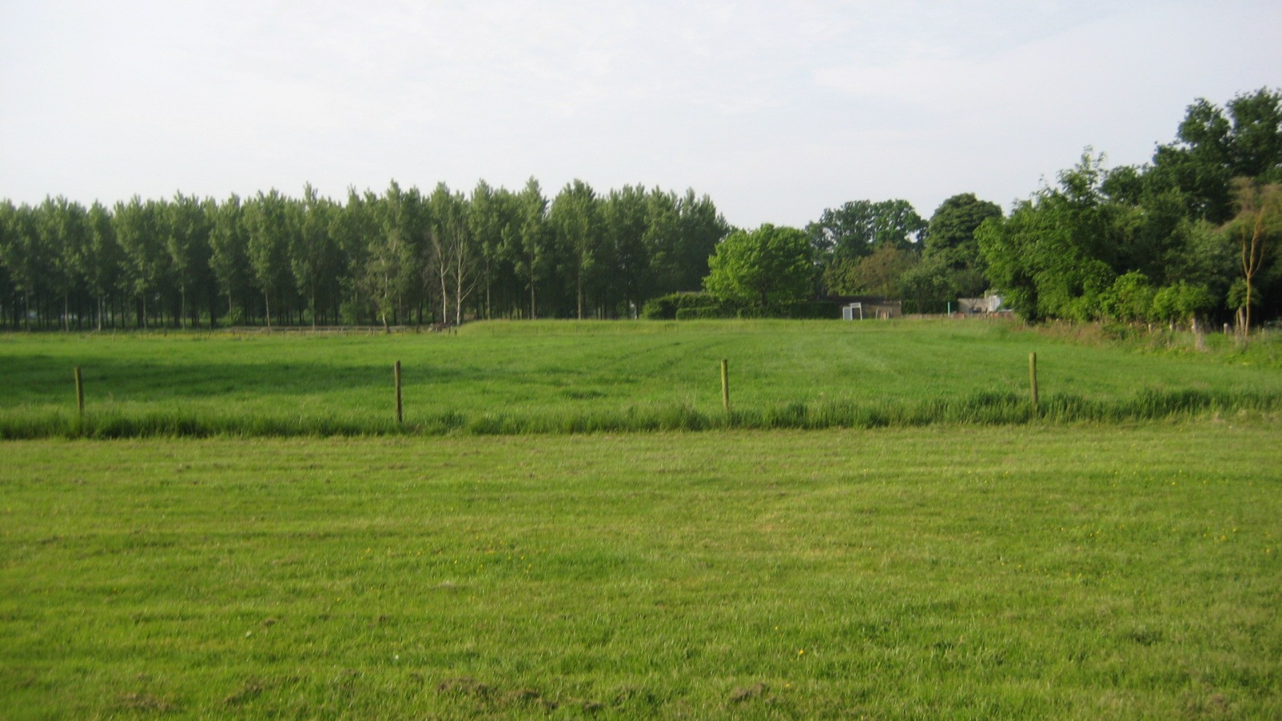Groen weiland met bomen