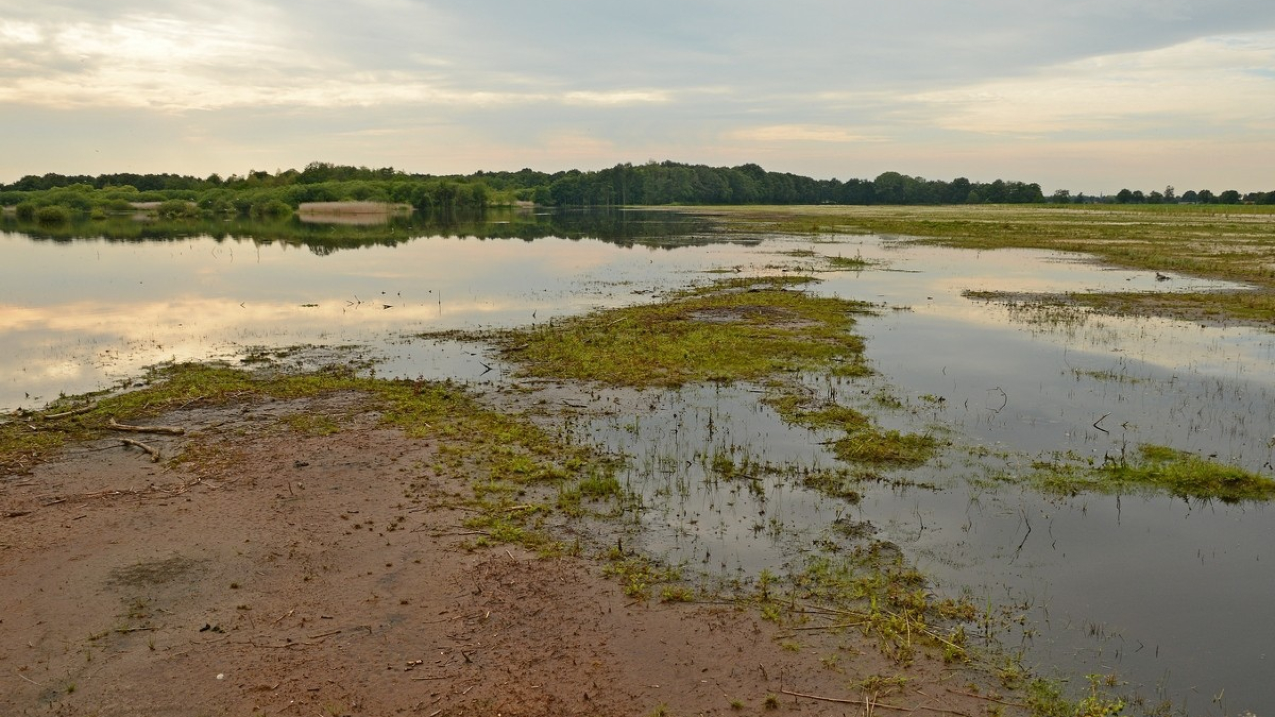 Natuurgebied van moeras met bomen op de achtergrond