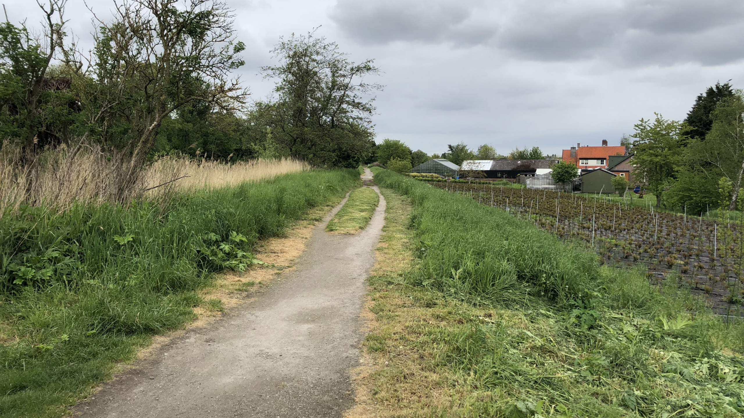 Landweg naast bomen en groen gras met huizen op de achtergrond
