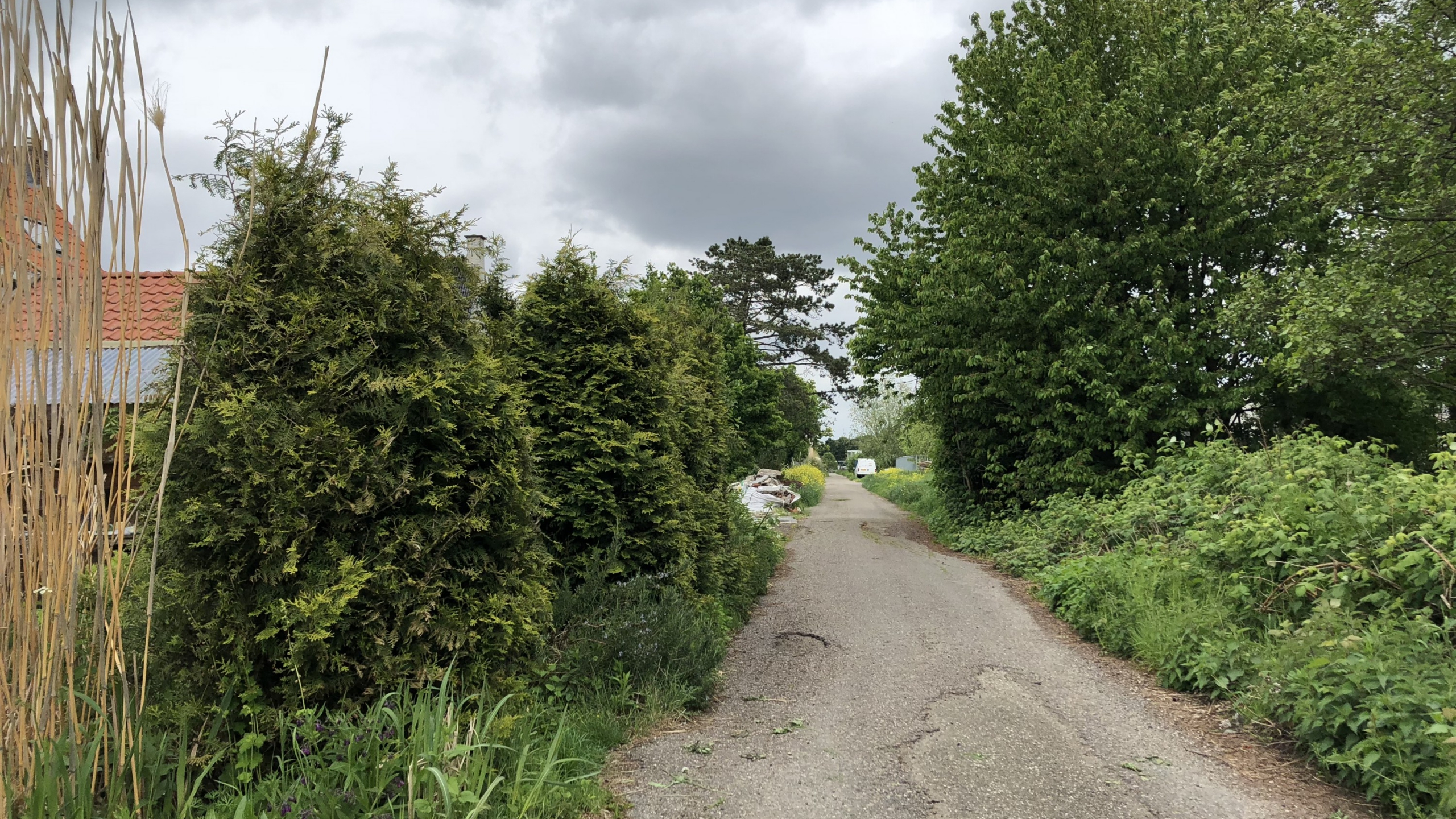 Weg met bomen en struiken ernaast in Aalsmeer