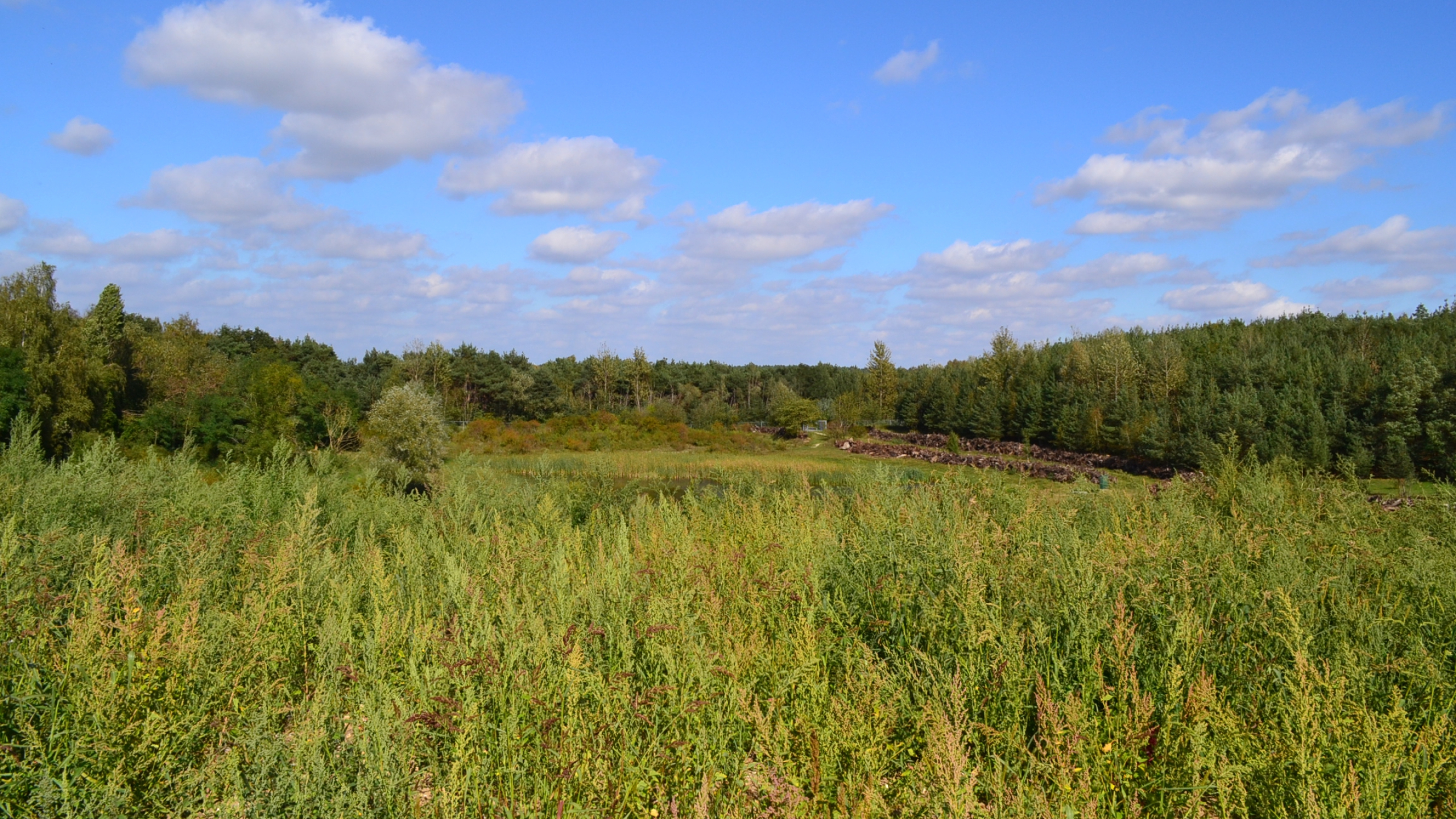 Weiland met groene struiken en bomen bij de Teverenerheide