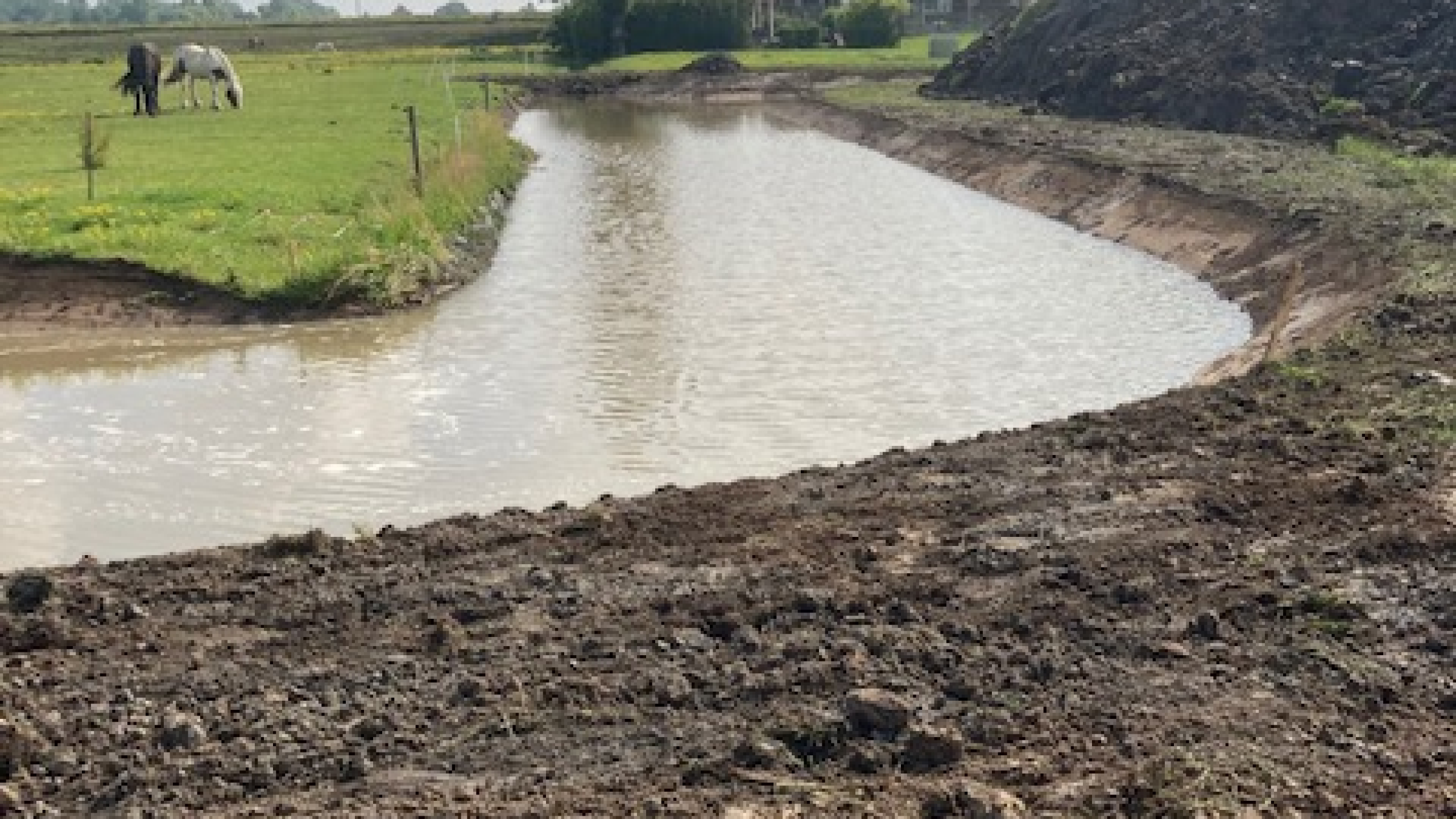 Beek met water naast een weiland met twee paarden bij de Polder Schieveen Zuid en Schiebroeksepolder