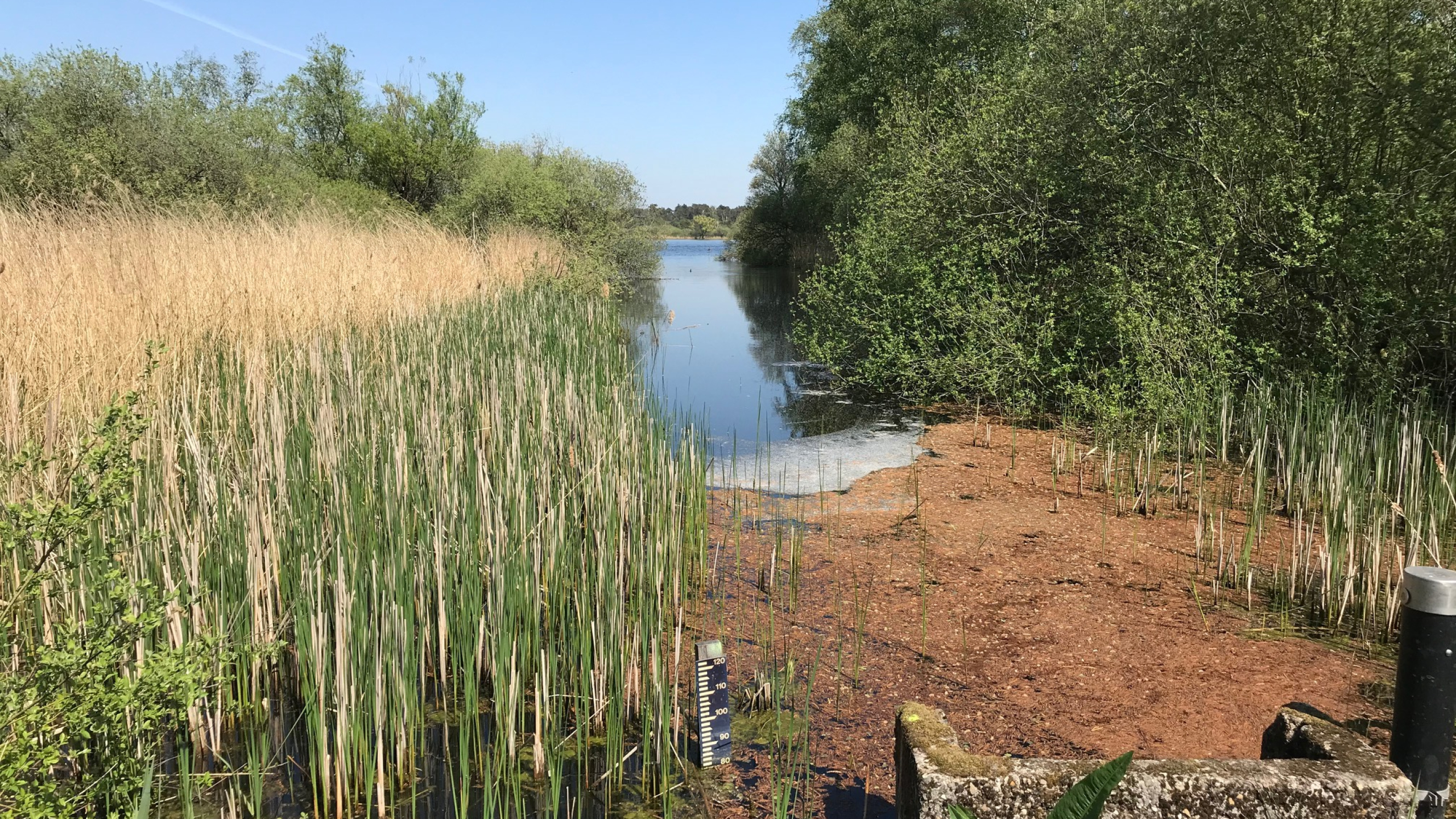 Beekje door natuurgebied met riet, struiken en bomen