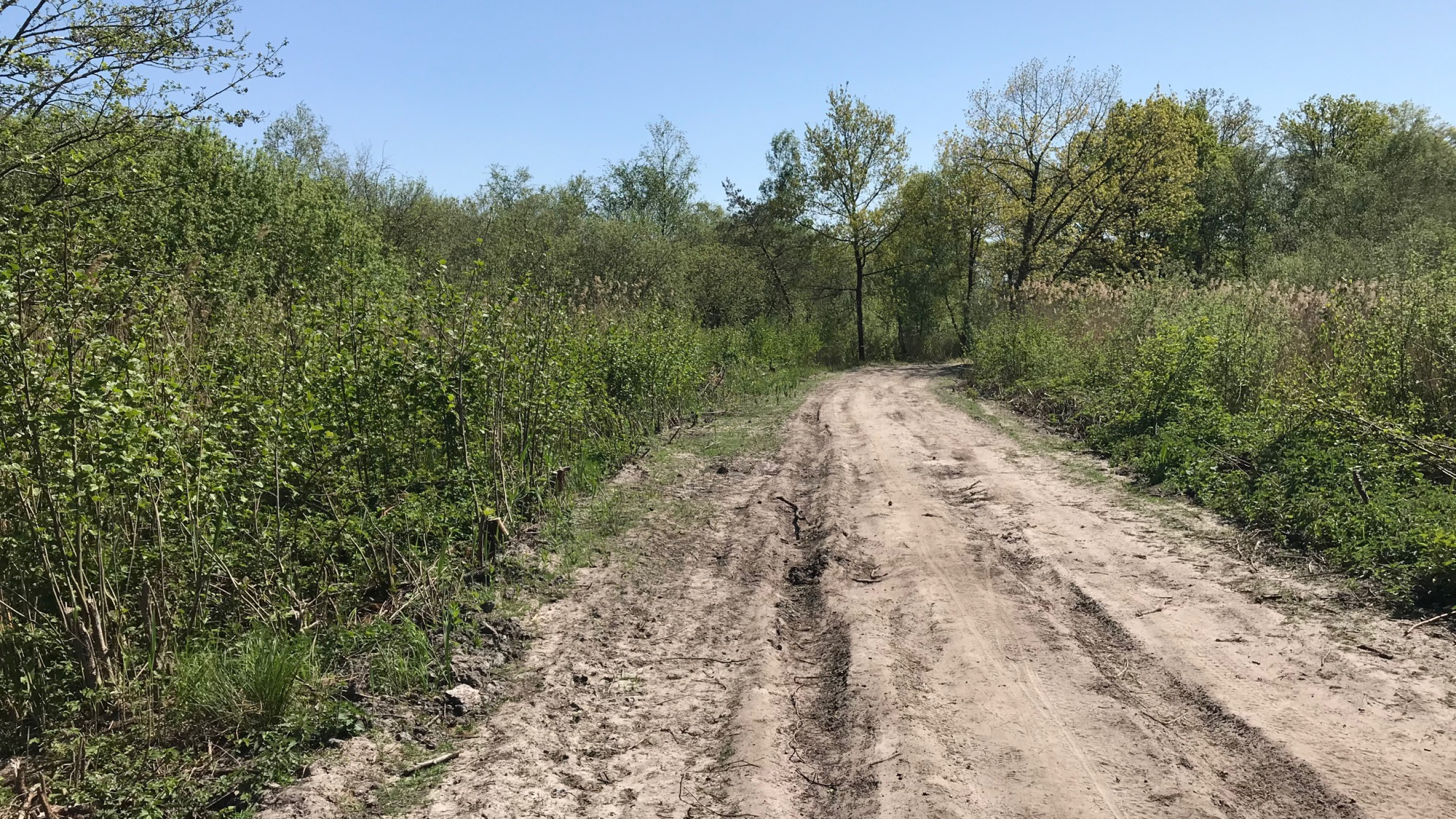 Natuurgebied met zandweg en groene struiken en bomen in Greveschutven