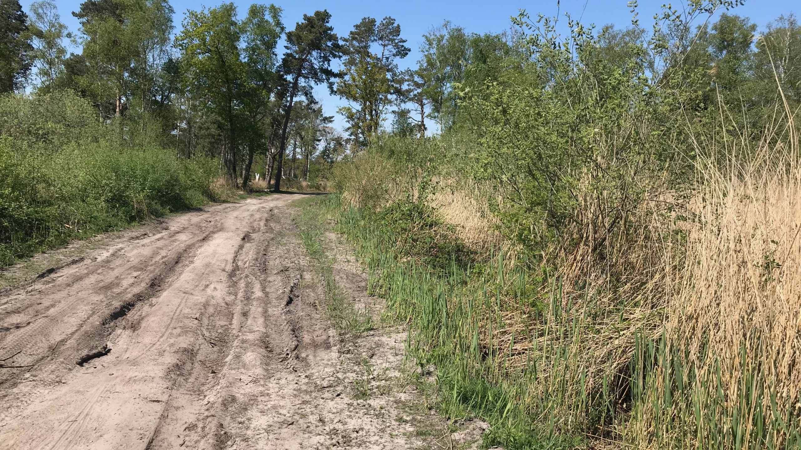 Zandweg met struiken en bomen in Greveschutven